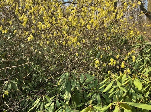 Ozdobne krzewy, które kwitną na żółto wczesną wiosną /leszczynowiec chiński